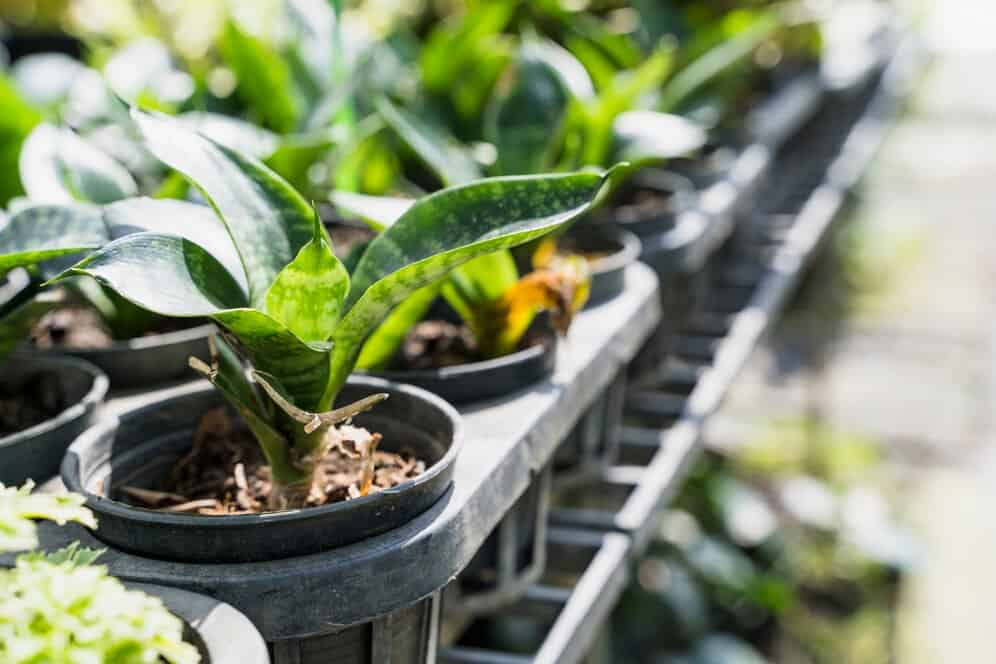 container gardening