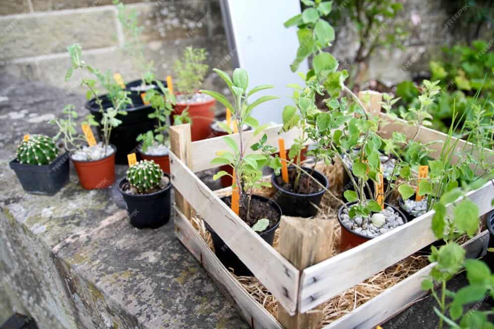 container gardening vegetables