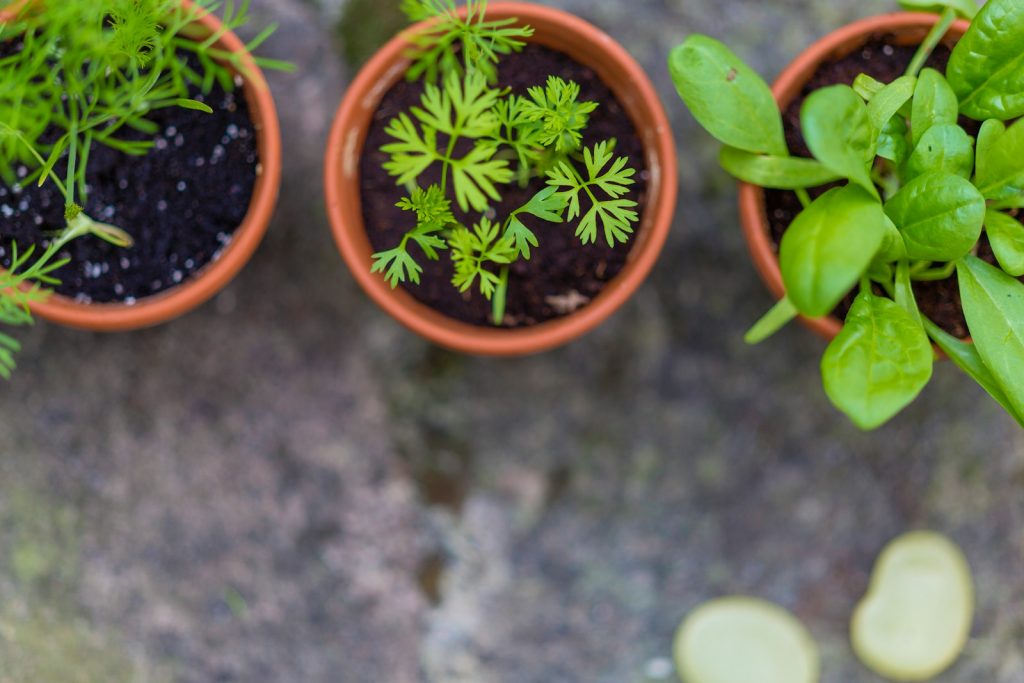 three green leaf potted vegetables - Organic Gardening in Urban Spaces