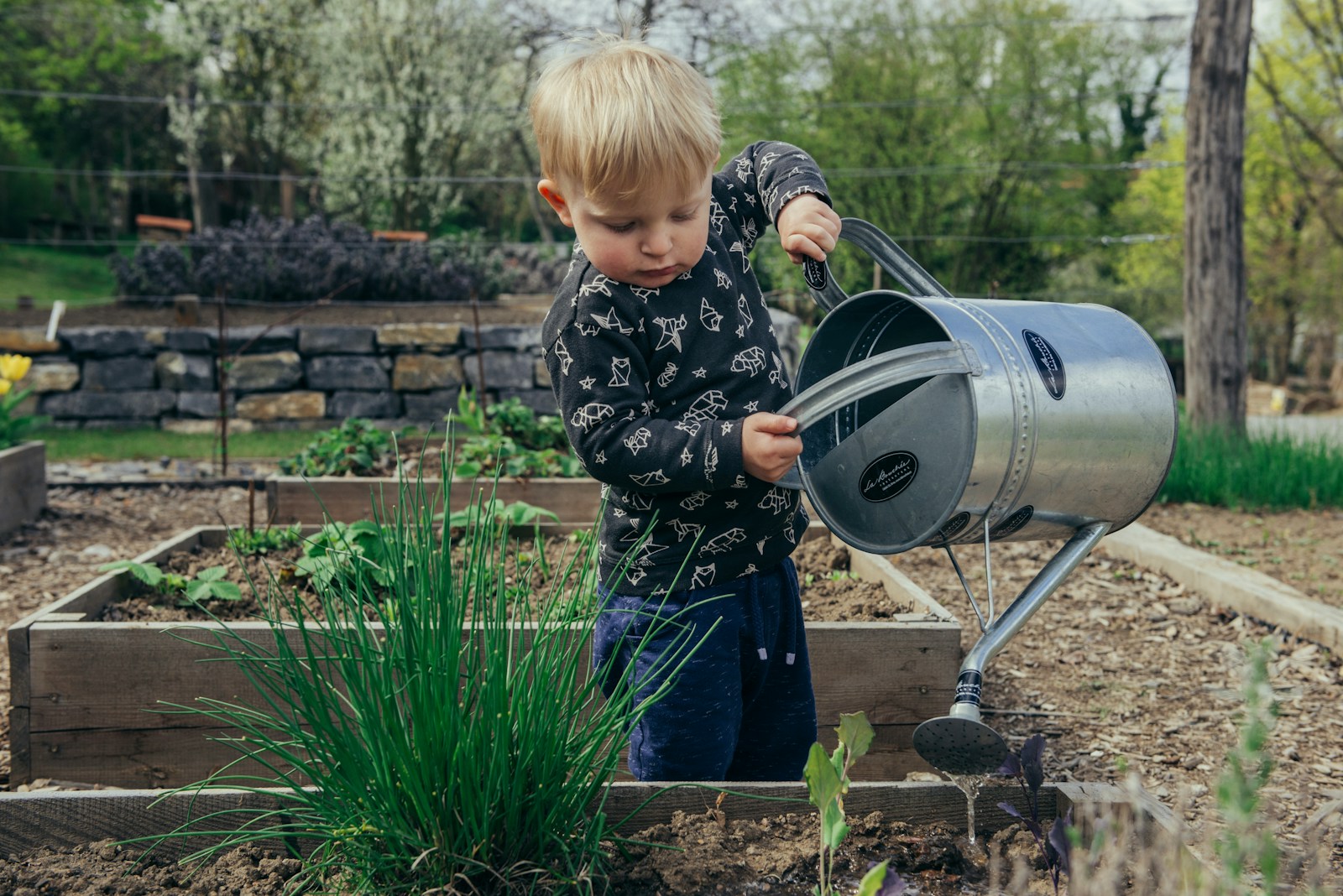 boy in black and white long sleeve shirt standing beside gray metal watering can during daytime - Organic Gardening for Kids