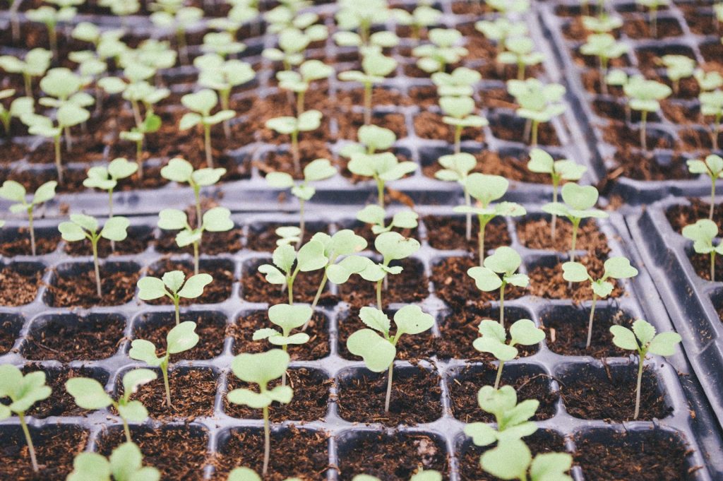 green potted plant - Organic Gardening for Vegetables