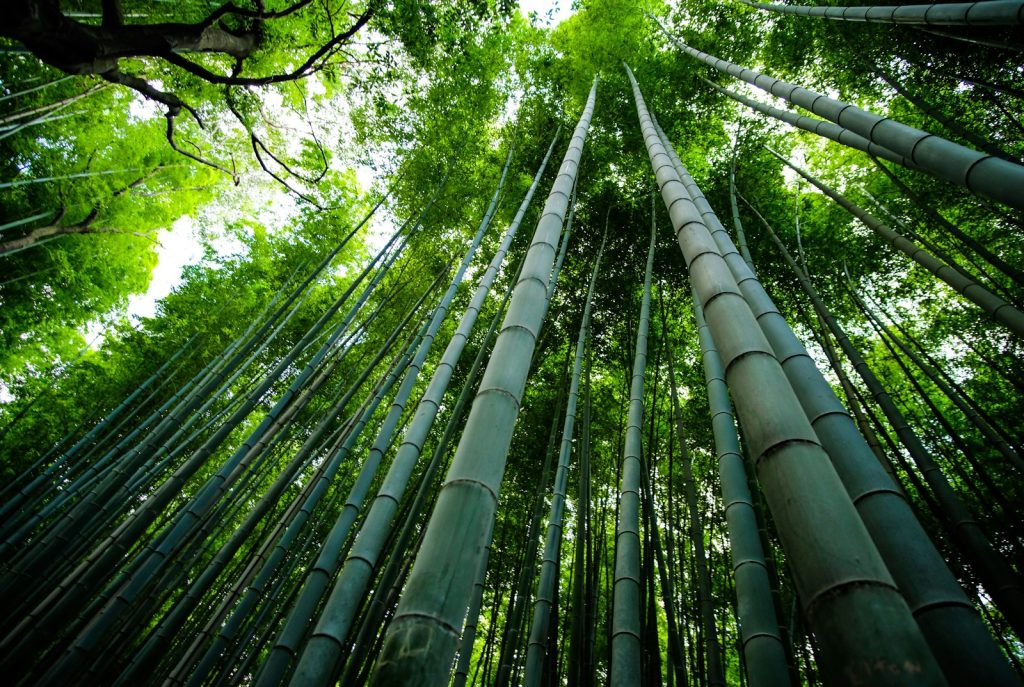 bamboo trees scenery - bamboo earrings